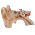 Denoyer-Geppert Anatomical Model, Giant Three Part Ear Model 0133-00